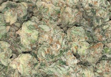 WEDDING CAKE (EXOTIC)*NEW*